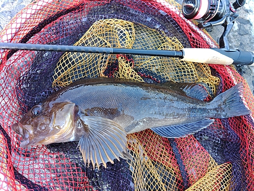 アイナメの釣果