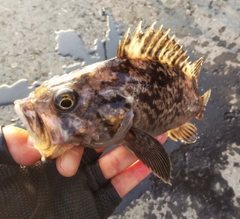 クロソイの釣果