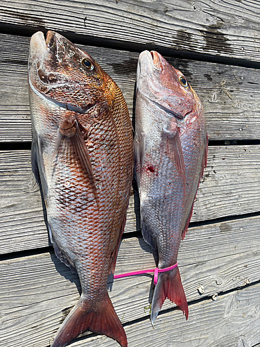 タイの釣果