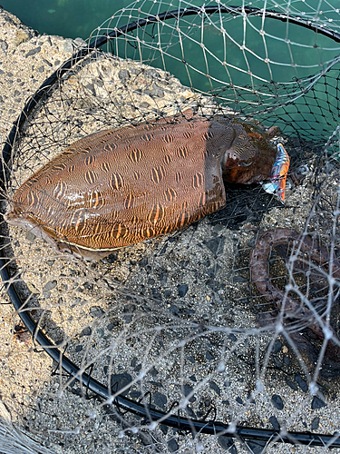 モンゴウイカの釣果