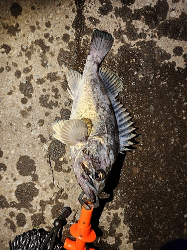 クロソイの釣果