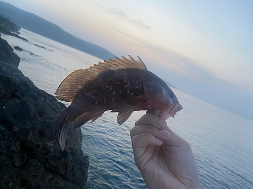 キジハタの釣果