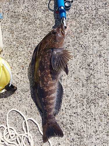 アイナメの釣果