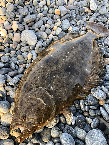 ヒラメの釣果