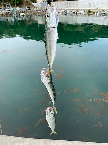 ゴマサバの釣果