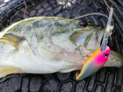 ブラックバスの釣果