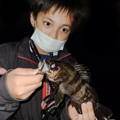 シロメバルの釣果