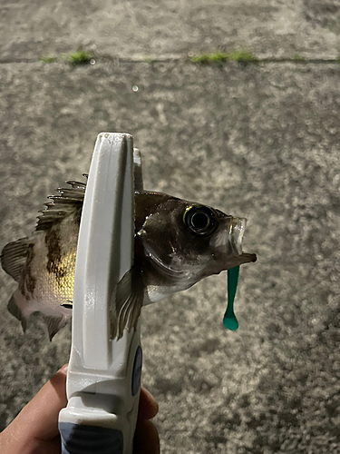 シロメバルの釣果