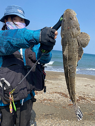 マゴチの釣果