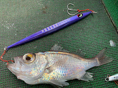 シロムツの釣果