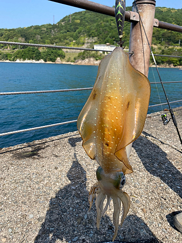 アオリイカの釣果