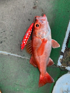 アカムツの釣果