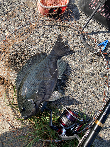 メジナの釣果