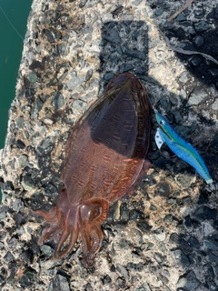 モンゴウイカの釣果