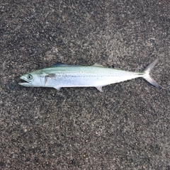 サゴシの釣果