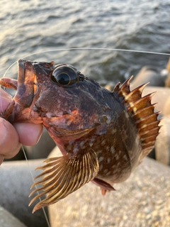 ガシラの釣果