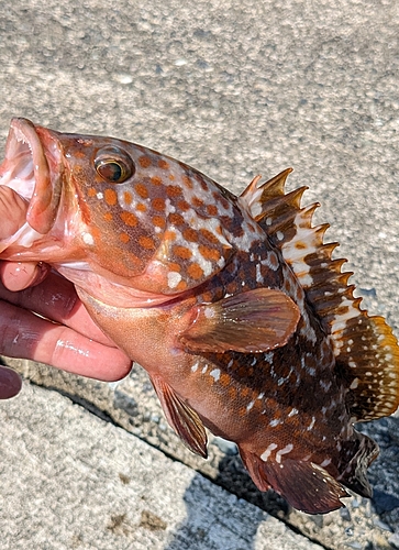 キジハタの釣果