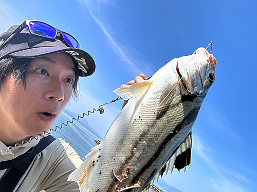 コトヒキの釣果