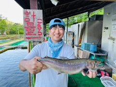 イワナの釣果