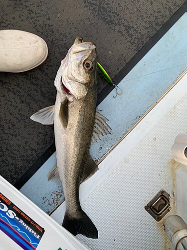 シーバスの釣果