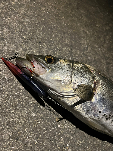 スズキの釣果