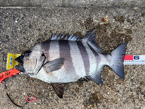 イシダイの釣果