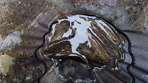 アマゴの釣果