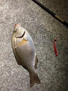 ウミタナゴの釣果