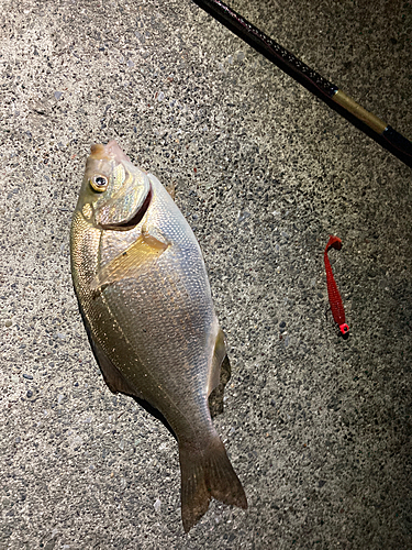 ウミタナゴの釣果