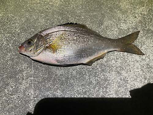 タナゴの釣果