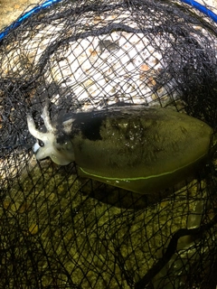 モンゴウイカの釣果