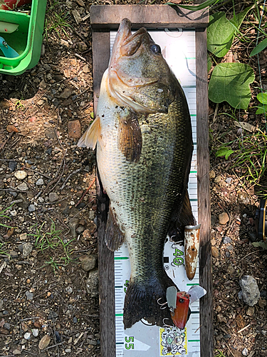 ブラックバスの釣果