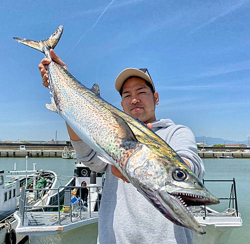 サワラの釣果