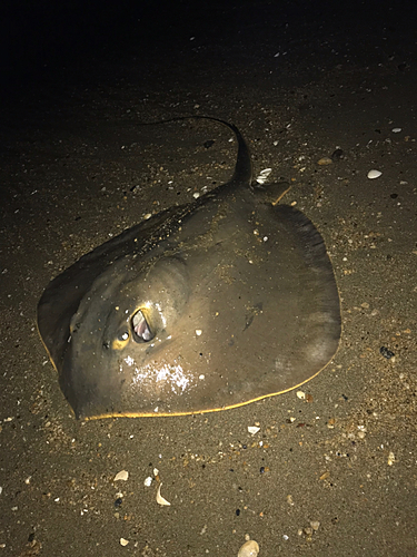 アカエイの釣果