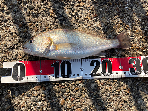 イシモチの釣果