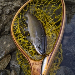 アマゴの釣果