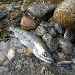 アマゴの釣果