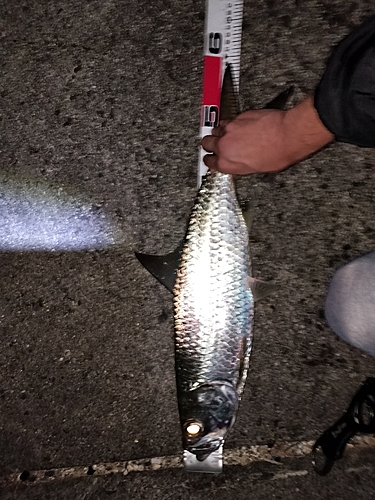 イセゴイの釣果