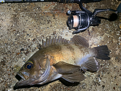 メバルの釣果