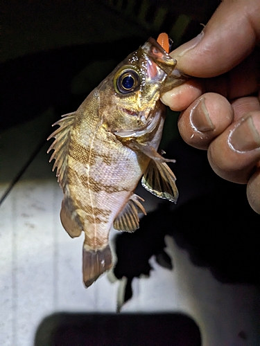 シロメバルの釣果