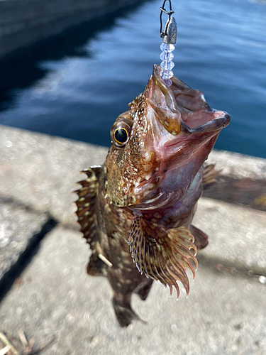 アラカブの釣果