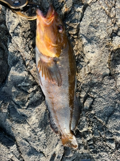 アブラコの釣果