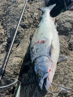 サクラマスの釣果