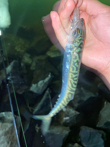 サバの釣果