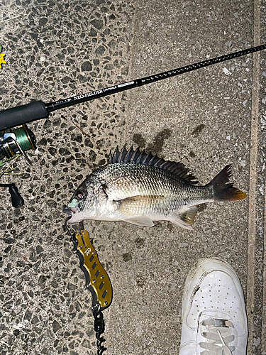 フッコ（マルスズキ）の釣果