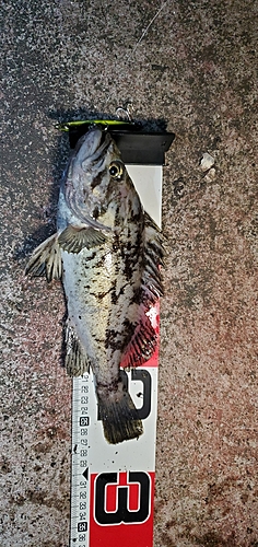 クロソイの釣果