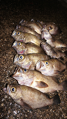 メバルの釣果