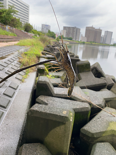 テナガエビの釣果