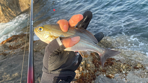 イサキの釣果