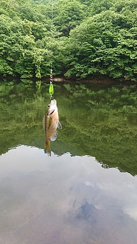 ブルーギルの釣果